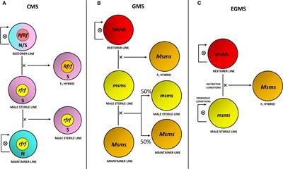 Current insights and advances into plant male sterility: new precision breeding technology based on genome editing applications